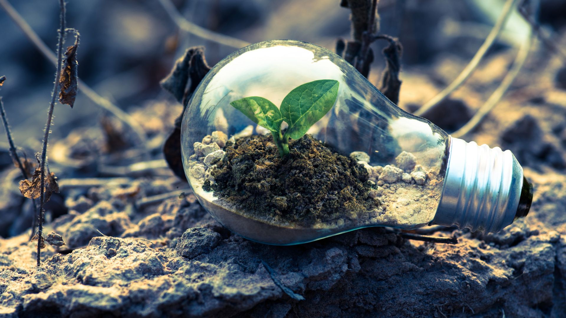 Ribes-Nest: risultati, azioni e evoluzioni della Rete per le progettualità future